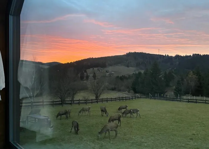 Z Widokiem Na Sowe *